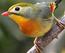 Birds 飛烏