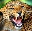 Wild animal 野生動物