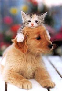 Cat: 要骑牛牛  Pets 寵物護理 +紀念堂