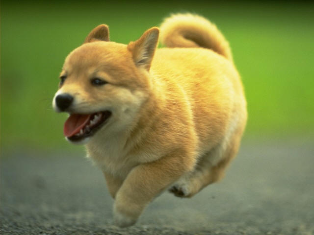 Dog : 要解除束缚  Pets 寵物護理 +紀念堂