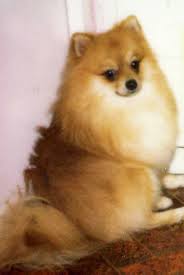 Dog : 是小明打破的 !  Pets 寵物護理 +紀念堂