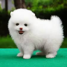 Dog : 是小明打破的 !  Pets 寵物護理 +紀念堂