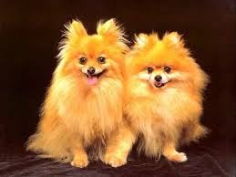 Dog : 是小明打破的 !  Pets 寵物護理 +紀念堂