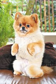 Dog : 是小明打破的 !  Pets 寵物護理 +紀念堂