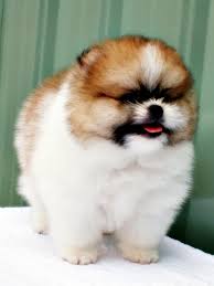 Dog : 是小明打破的 !  Pets 寵物護理 +紀念堂