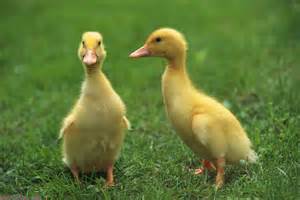 Duck 仔 : 家在何方?  Pets 寵物護理 +紀念堂