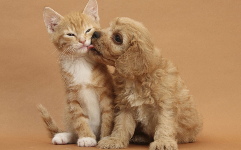 Dog : 我要 Kiss  Kiss 我要咀咀