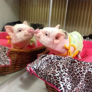 Pig 仔: 我要Kiss  Kiss 我要咀咀
