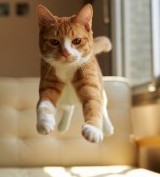 Kitty : 有人影相!  Pets 寵物護理 +紀念堂