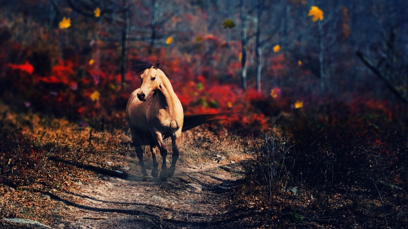 馬的百態  Photography 攝影特區