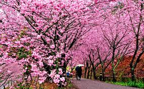 东京樱花  Photography 攝影特區