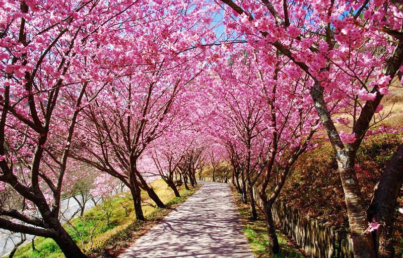东京樱花  Photography 攝影特區
