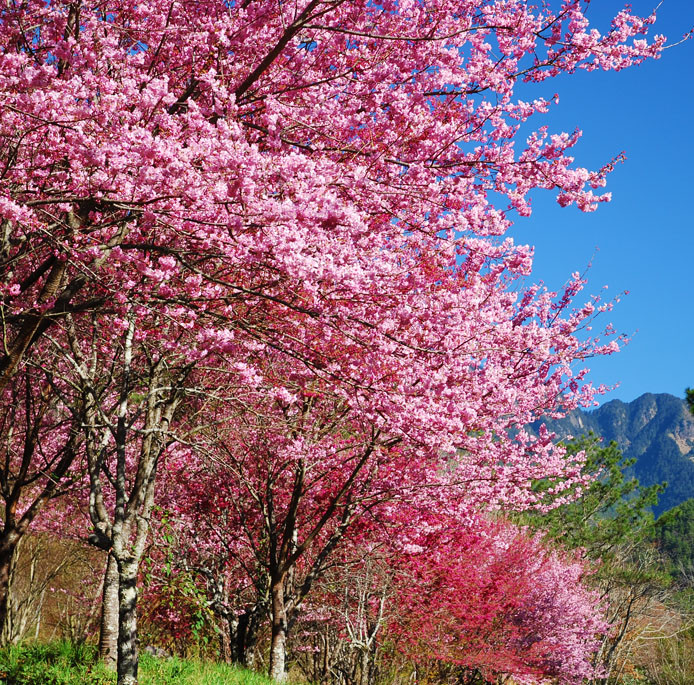 东京樱花  Photography 攝影特區