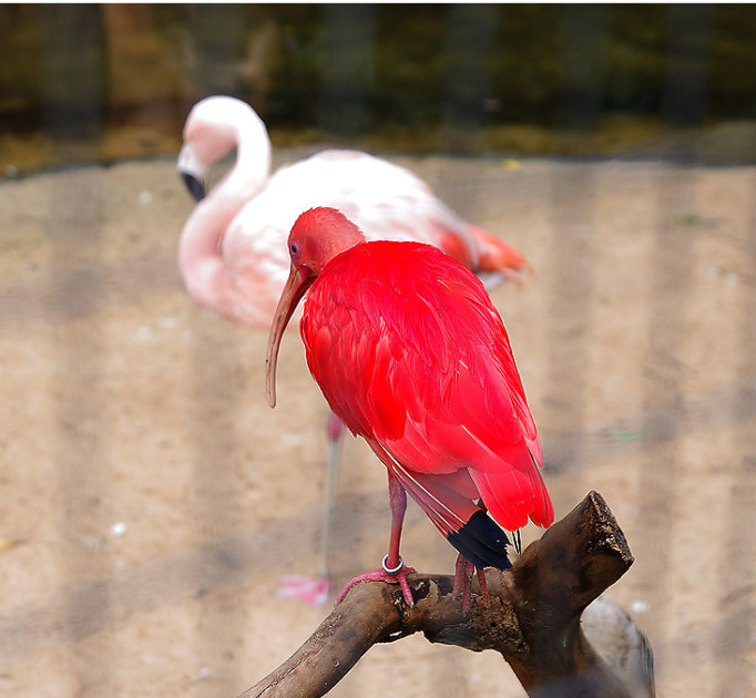 Birds  Photography 攝影特區