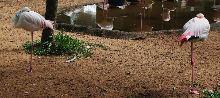 Birds  Photography 攝影特區