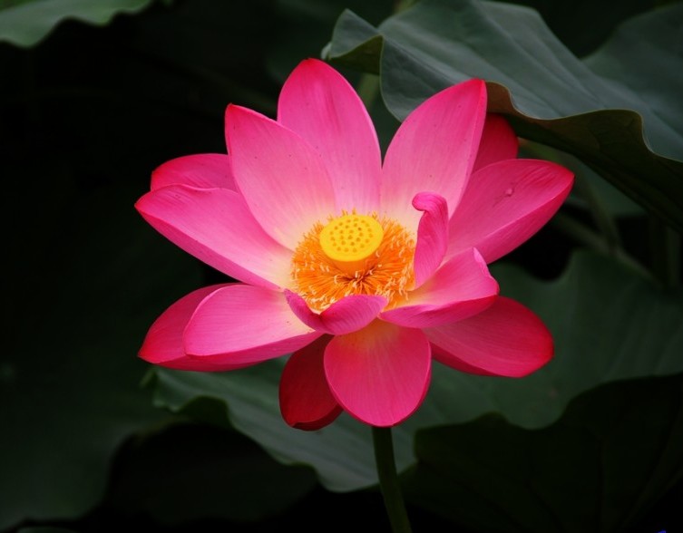 多見樹木  Photography 攝影特區