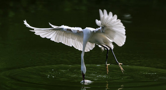 鳥捕食妙姿  Photography 攝影特區