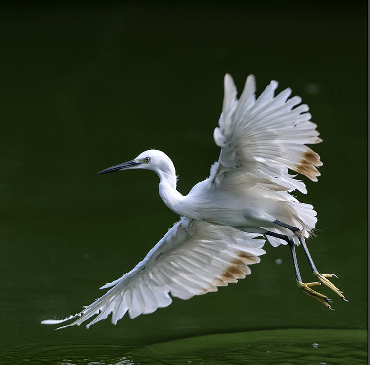 鳥捕食妙姿  Photography 攝影特區
