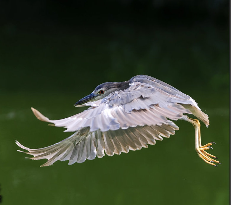 鳥捕食妙姿  Photography 攝影特區