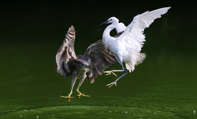 鳥捕食妙姿  Photography 攝影特區