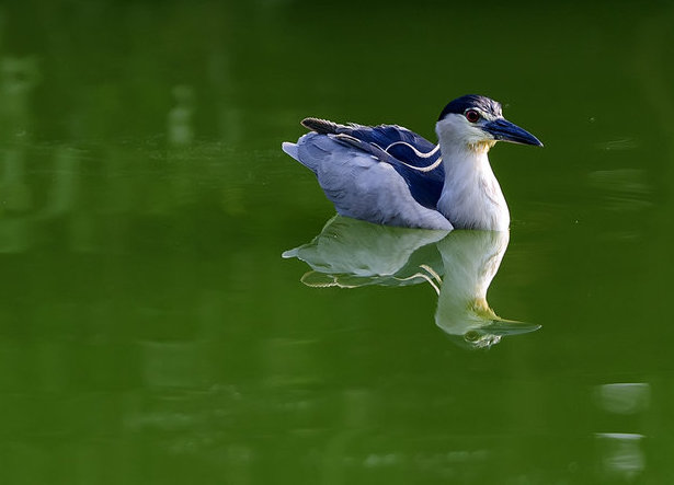 鳥捕食妙姿  Photography 攝影特區
