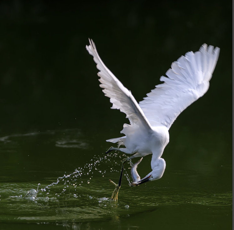鳥捕食妙姿  Photography 攝影特區