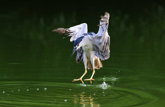 鳥捕食妙姿  Photography 攝影特區