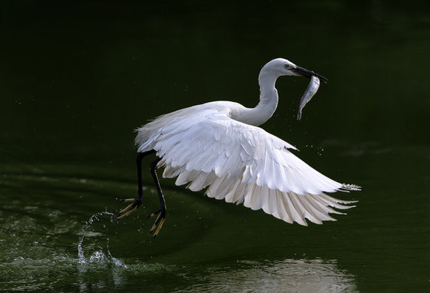 鳥捕食妙姿  Photography 攝影特區