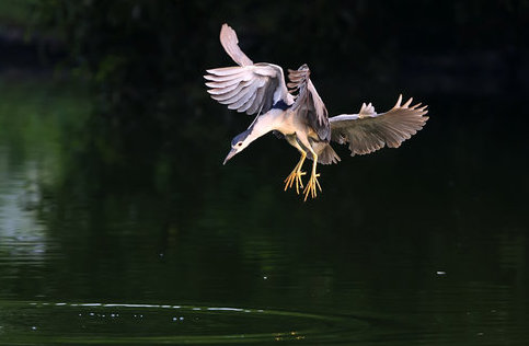 鳥捕食妙姿  Photography 攝影特區