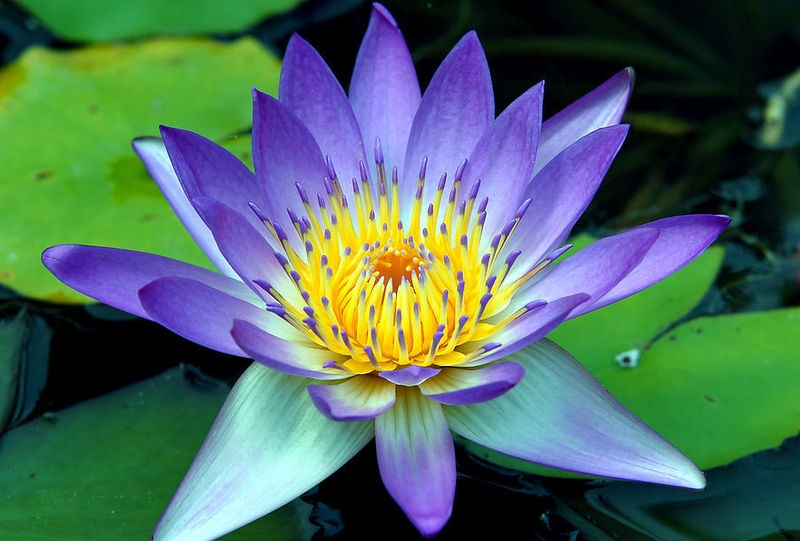 荷花爭春  Photography 攝影特區