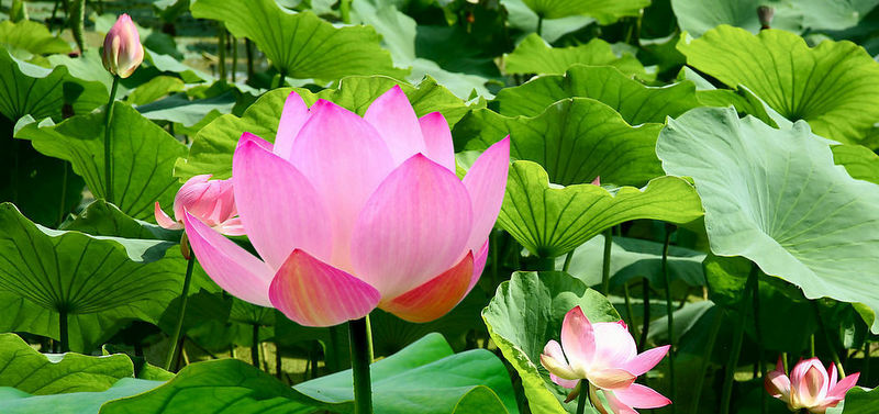 荷花爭春  Photography 攝影特區