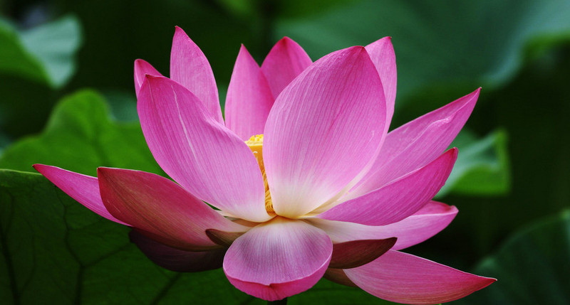 荷花爭春  Photography 攝影特區