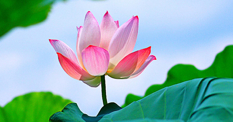 荷花爭春  Photography 攝影特區