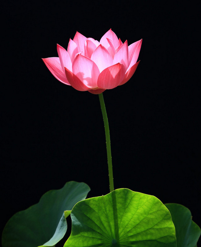 荷花爭春  Photography 攝影特區