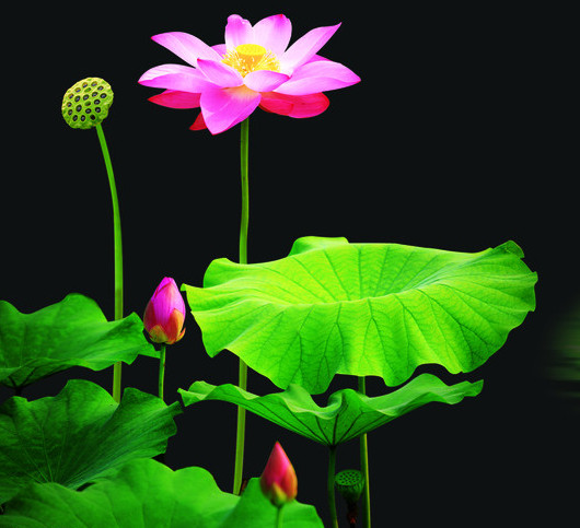 荷花爭春  Photography 攝影特區