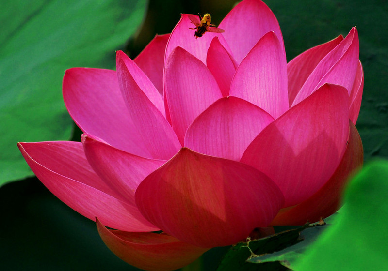 荷花爭春  Photography 攝影特區