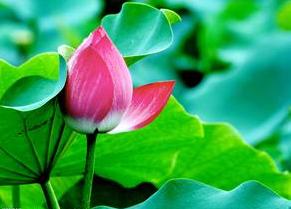 荷花爭春  Photography 攝影特區