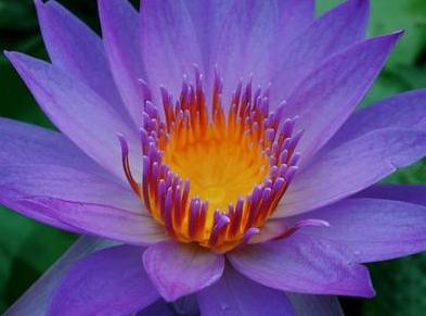 荷花爭春  Photography 攝影特區
