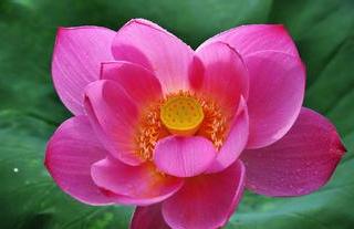 荷花爭春  Photography 攝影特區