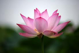荷花爭春  Photography 攝影特區