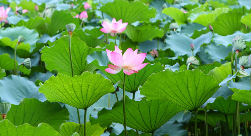 荷花爭春  Photography 攝影特區