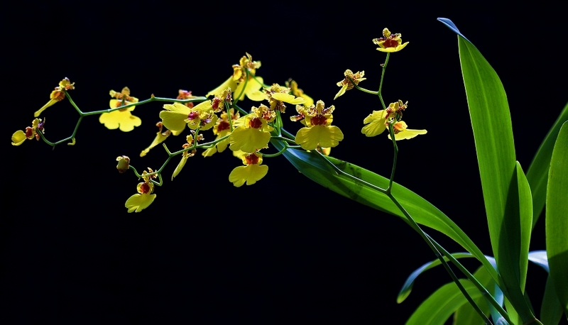 蘭花綻放  Photography 攝影特區