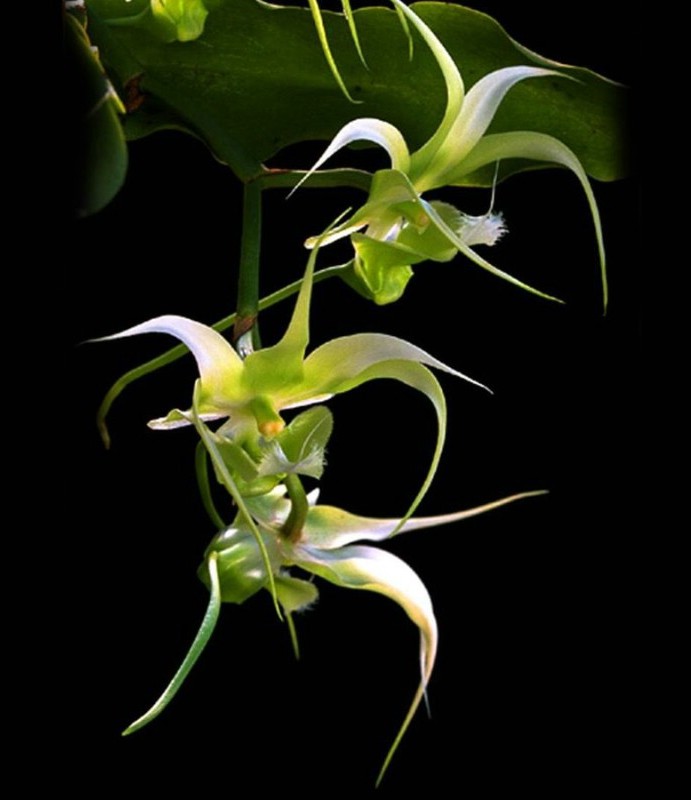 蘭花綻放  Photography 攝影特區