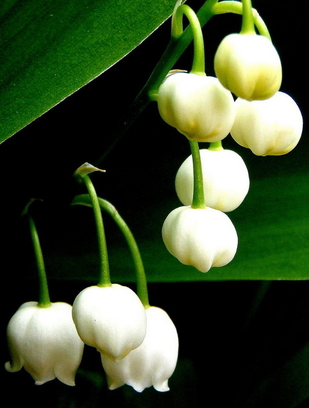 蘭花綻放  Photography 攝影特區