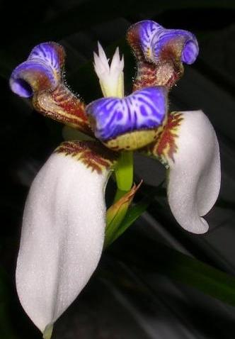 蘭花綻放  Photography 攝影特區