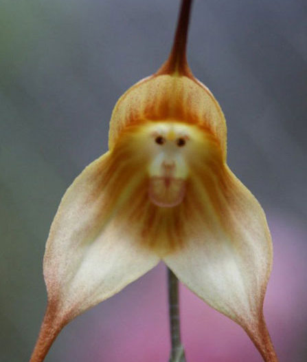 蘭花綻放  Photography 攝影特區