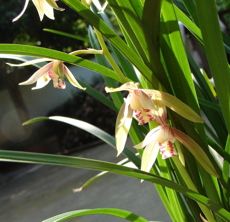 蘭花綻放  Photography 攝影特區