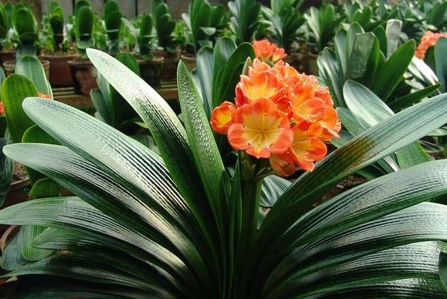 蘭花綻放  Photography 攝影特區