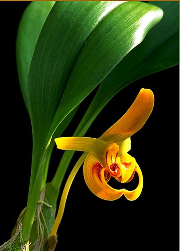 蘭花綻放  Photography 攝影特區