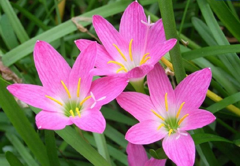蘭花綻放  Photography 攝影特區